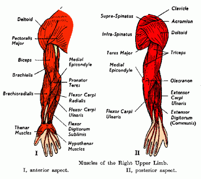 Arm Shoulder Muscles